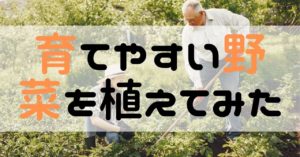 野菜を植えてみた